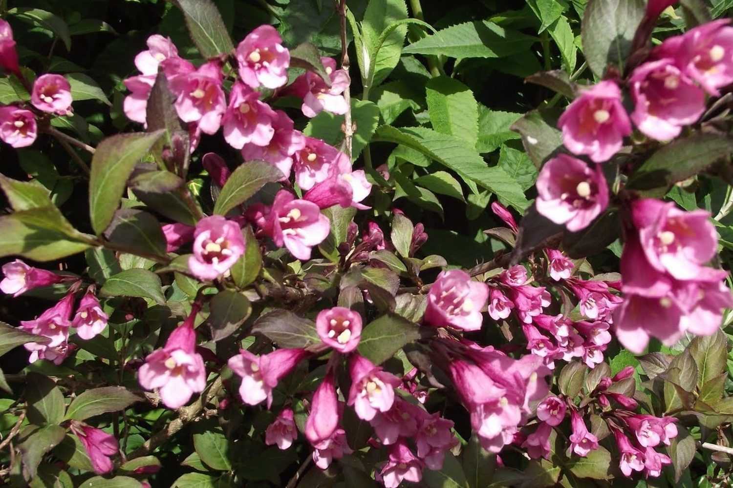 Ива пурпурная в ландшафтном дизайне: размножение растения черенкованием, посадка и уход