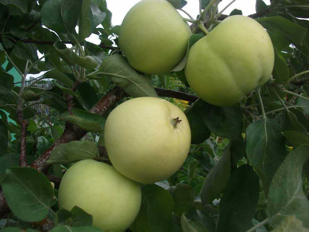 Сорт белый налив яблоня фото с описанием