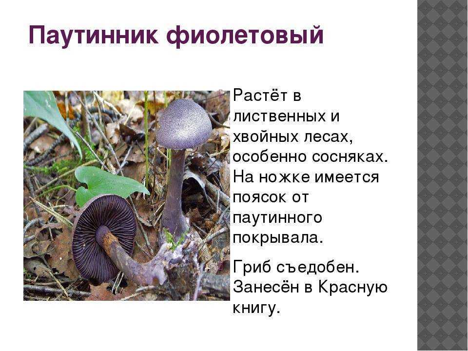 Паутинник желтый: описание гриба, места распространения