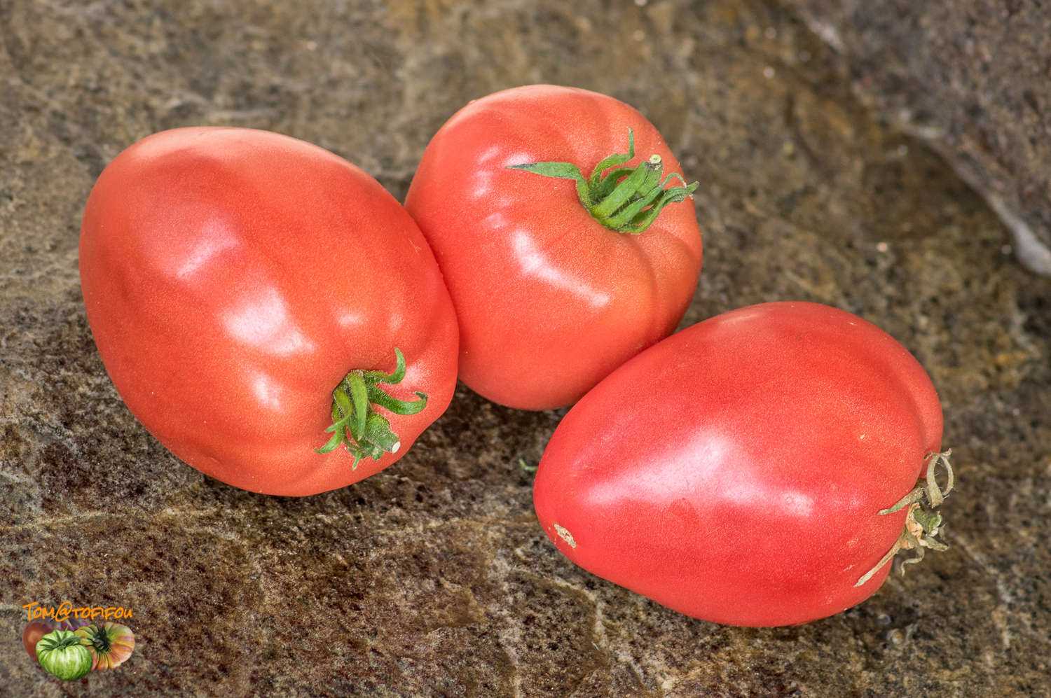 Как выглядит томат кардинал — отзывы о сорте