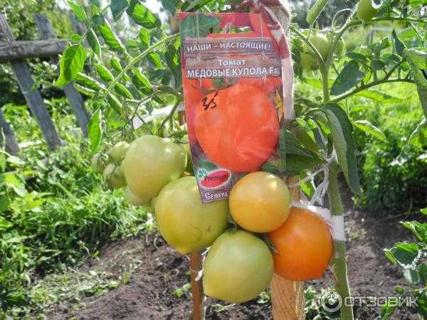 Описание и характеристика томатов “обские купола”: отзывы огородников