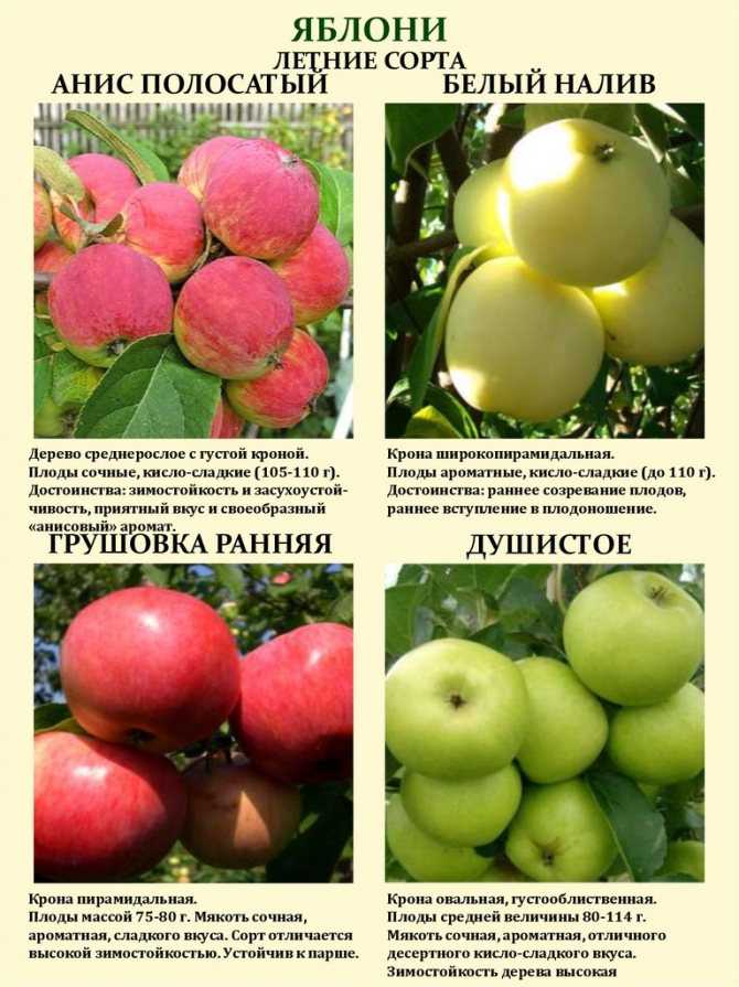 Описание сорта яблок антоновка