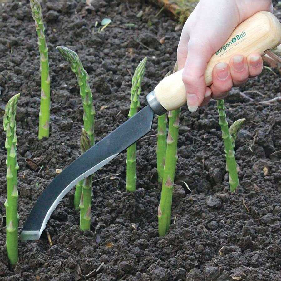 Спаржа как выращивать в огороде