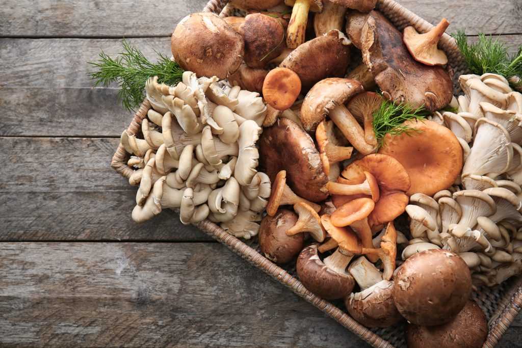Польза и вред грибов вешенок, калорийность, состав, полезные свойства и противопоказания