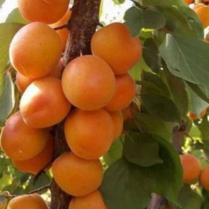 Лучшие сорта абрикосов для средней полосы россии, сибири, урала и подмосковья