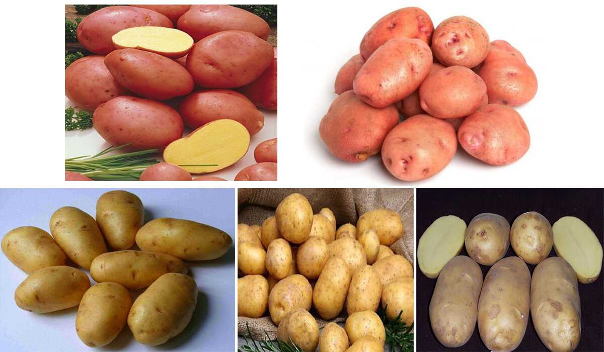 Картофель родриго описание сорта характеристика. Сорт картофеля Импала. Картофель семенной Импала. Ультраранние сорта картофеля. Картофель семенной Ариэль.