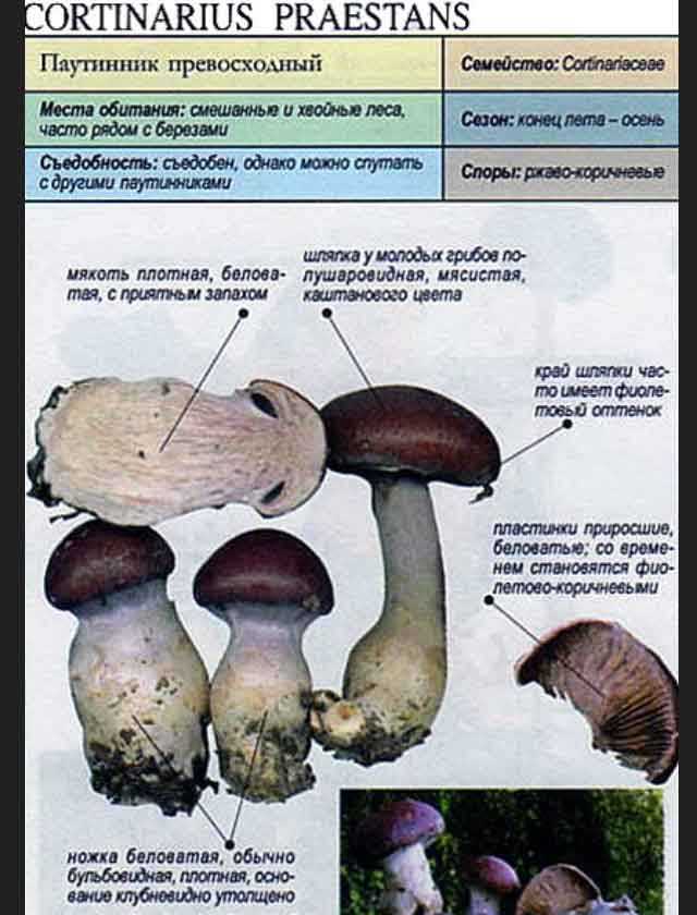Паутинник желтый (cortinarius triumphans) или паутинник триумфальный: фото, описание и рецепты приготовления гриба