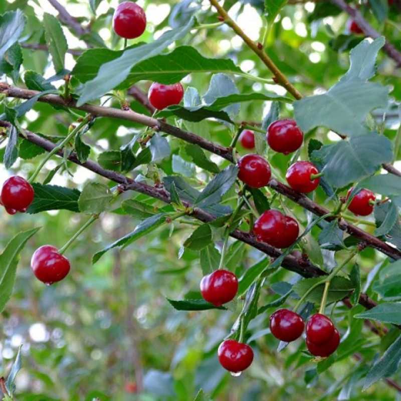 О вишне уральской рубиновой: описание и характеристики сорта, посадка и уход