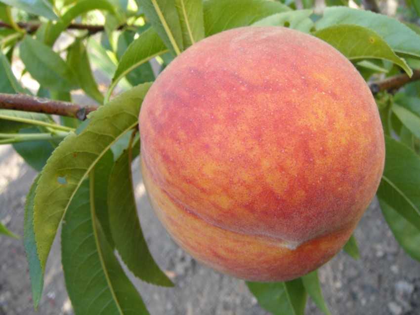 Лучшие сорта персика 2018 года: ранние, среднеспелые, поздние, новые, описание, преимущества