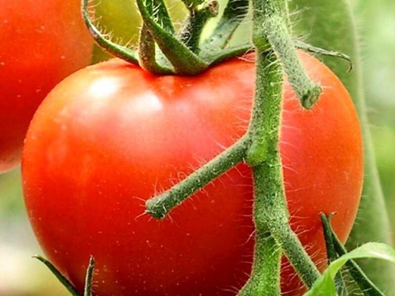 Что такое детерминантный сорт помидор и как отличить его от индетерминантного?