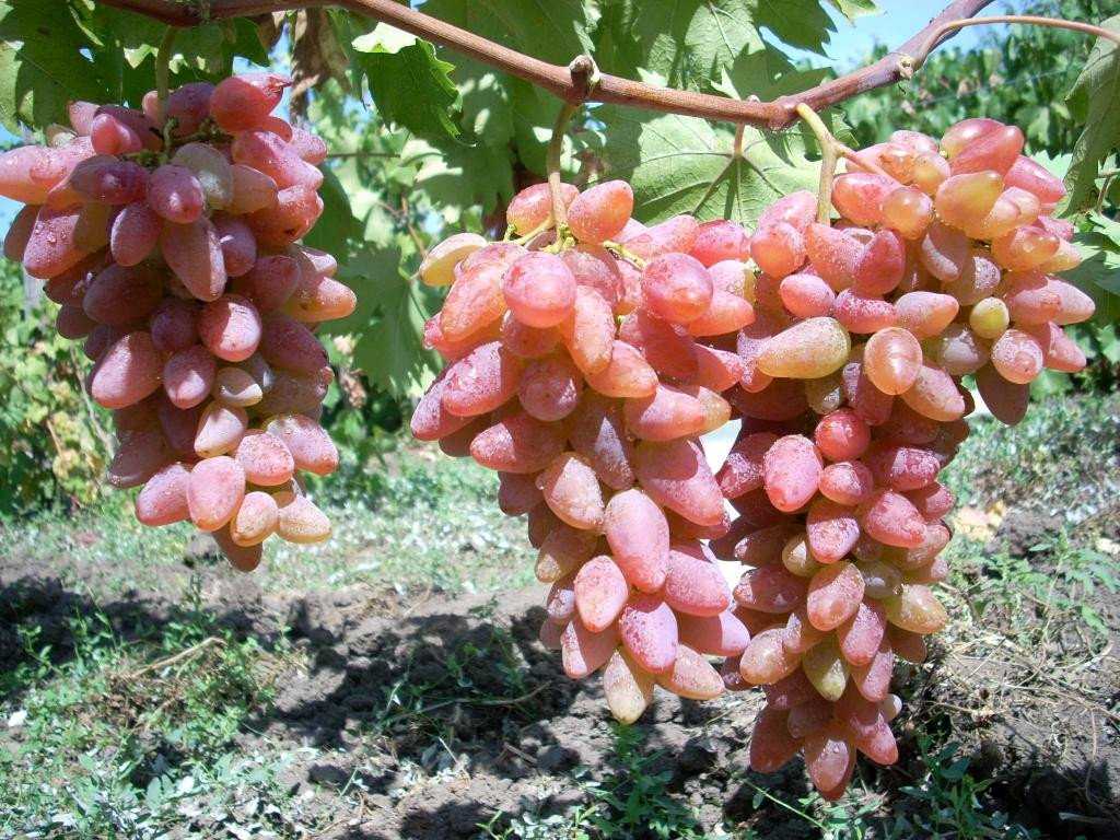Лучшие сорта винограда для подмосковья — 20 самых вкусных, морозостойких