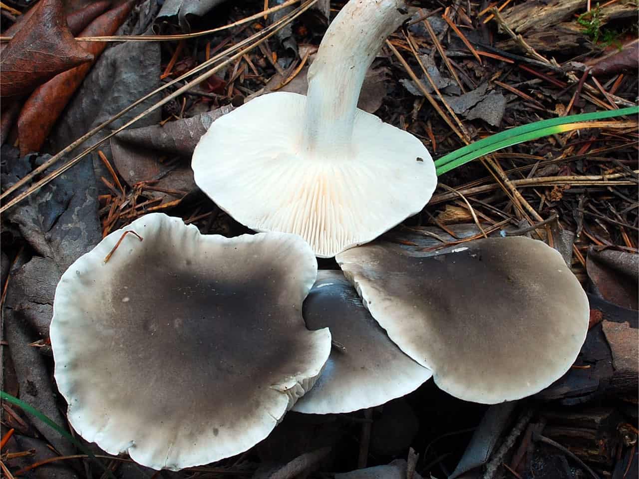 Рядовка вонючая: что это за гриб, как выглядит его шляпка и ножка, где растет Можно ли есть трихолому вонючую С какими видами схожа