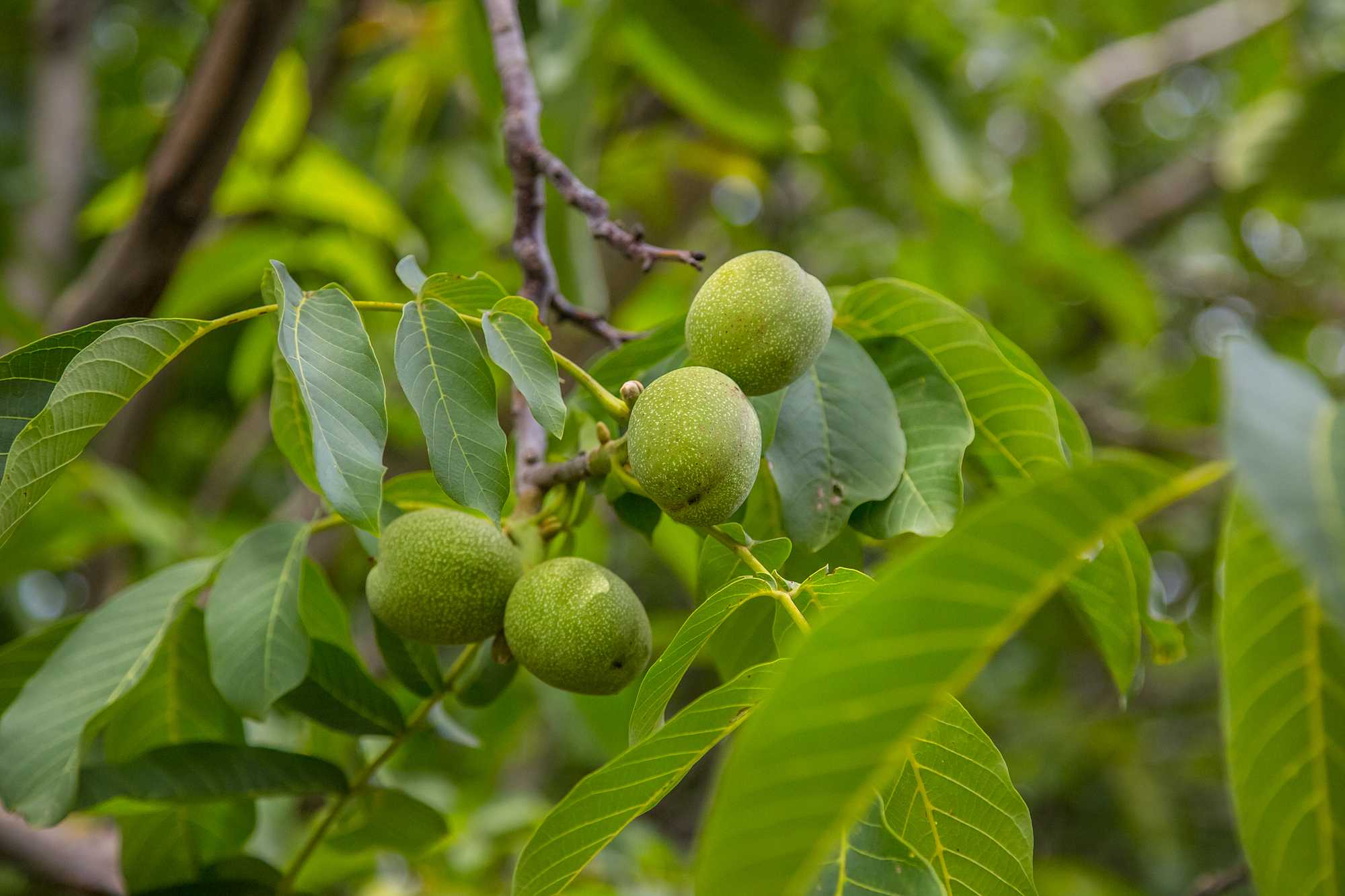 Орехи в сибири. маньчжурский орех - сад