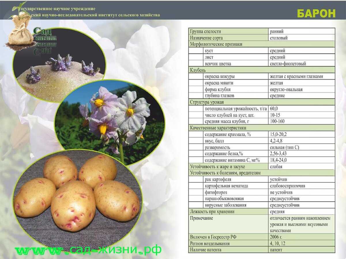 Картофель эволюшн: характеристика и способы выращивания