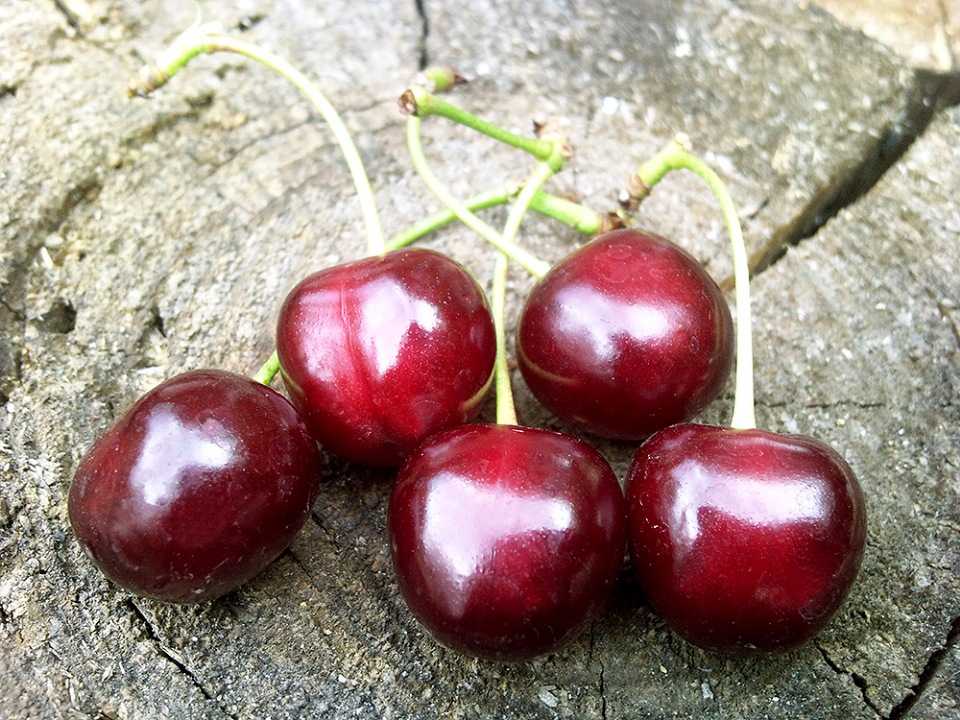 Дюк — гибрид черешни и вишни: всё о гибридах вишни и черешни, характеристики, выращивание, отзывы, лучшие сорта, фото - ваш дачный участок