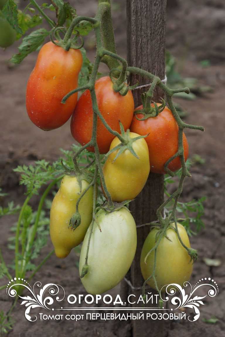Характеристики томата леопольд: урожайность, сроки созревания