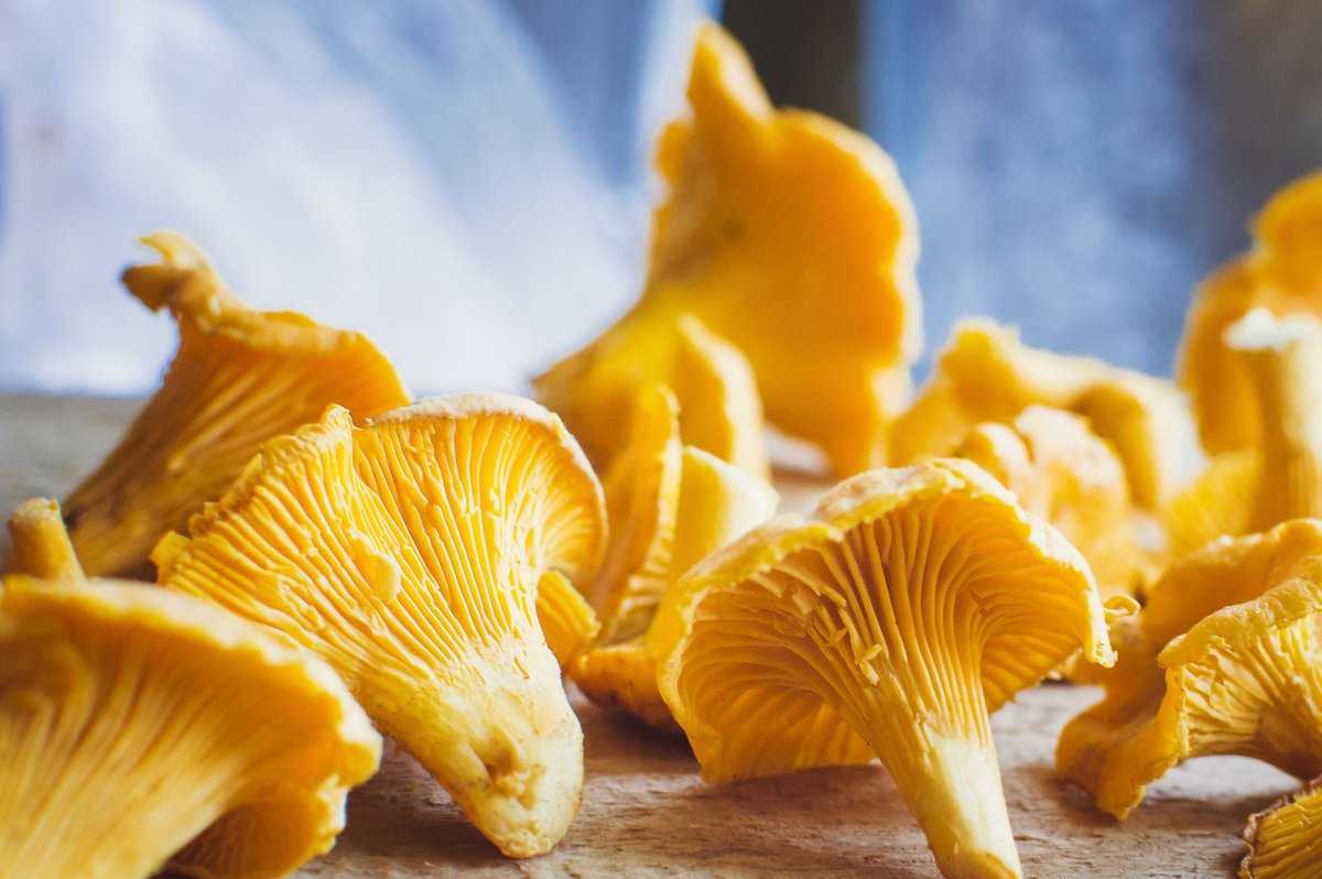 Календарь грибника на 2021 год: благоприятные дни для сбора грибов, когда собирать