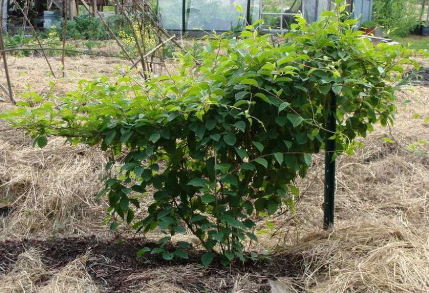 Как размножить китайский лимонник: летом и весной, зелёными черенками, отводками и семенами, как поделить и рассадить куст, как укоренить