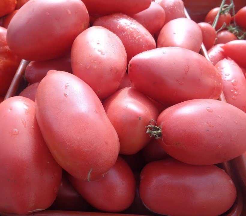 Сорт томатов виагра, описание, характеристика, фото и отзывы тех, кто сажал, а также особенности выращивания чёрных помидоров