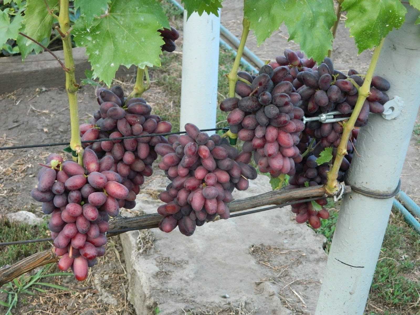 Как ухаживать за виноградом, чтобы получить хороший урожай