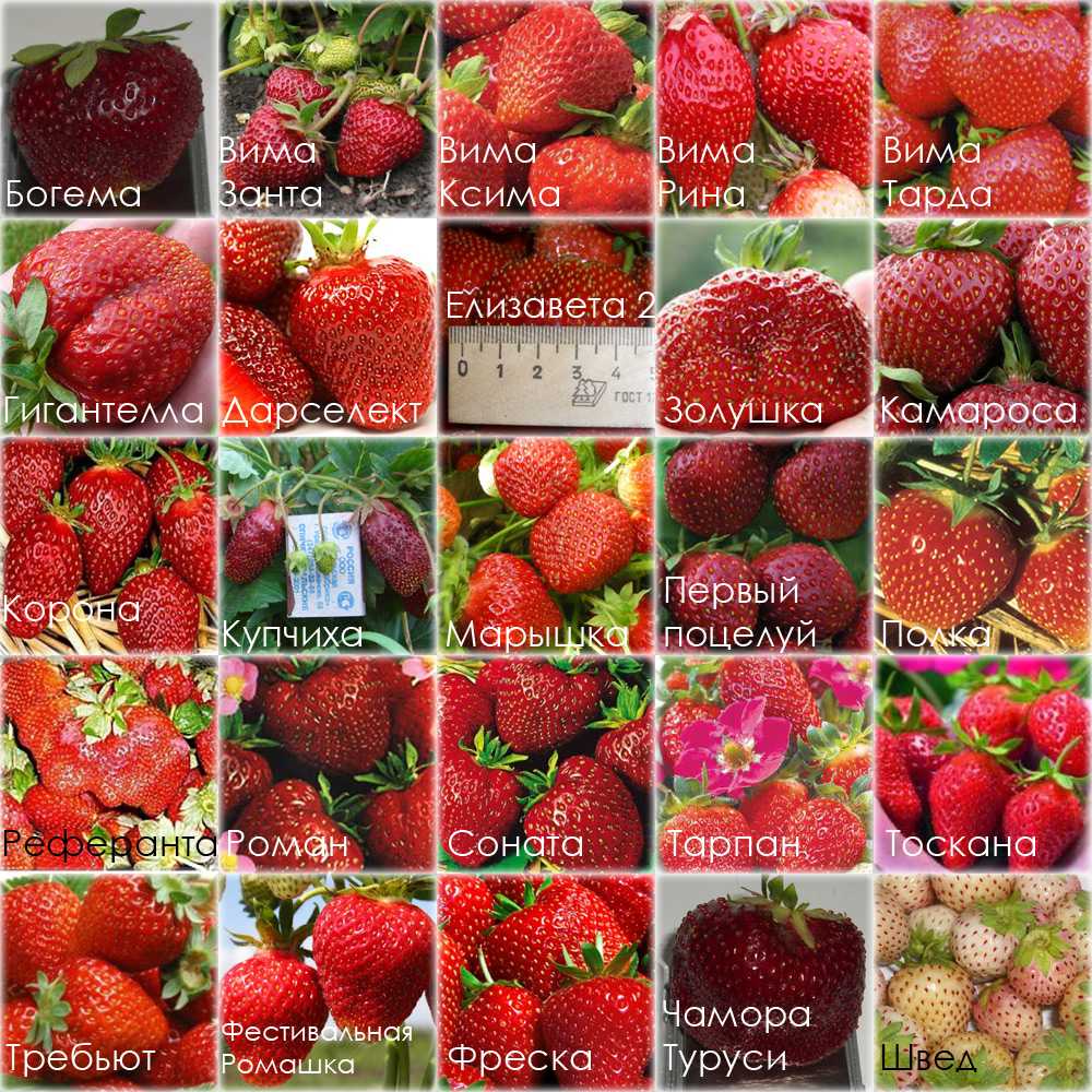 Клубника: описание ягоды и самых популярных лучших сортов, выращивание в саду и на даче, процесс посадки, ухода и выращивания