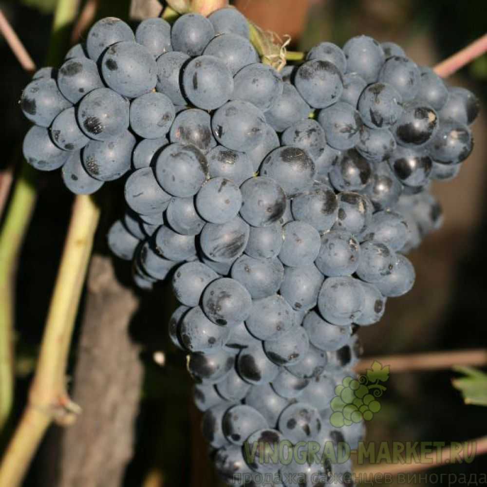 Виноград «красень»: описание сорта, фото, отзывы