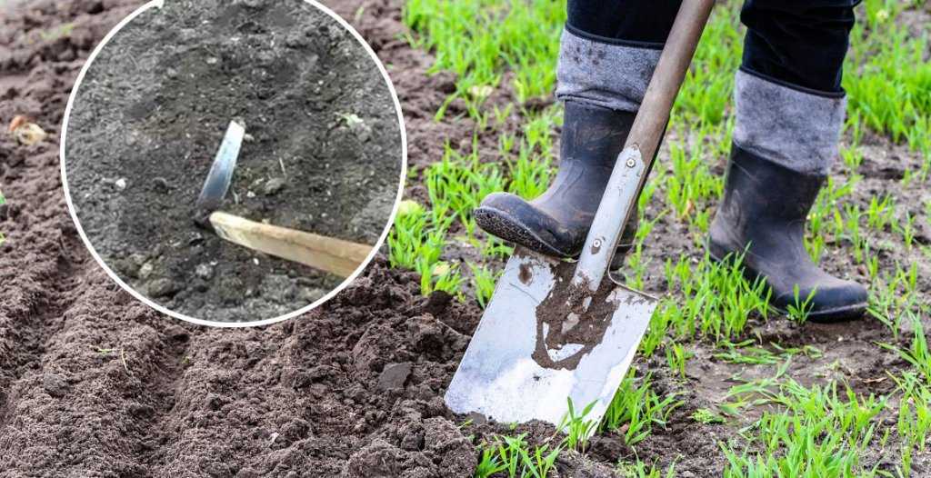Посадка картофеля под лопату — как правильно сажать картофель под лопату