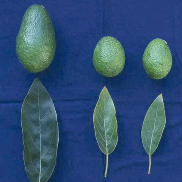 Сорт авокадо хаас — отличия, полезные свойства, калории, бжу