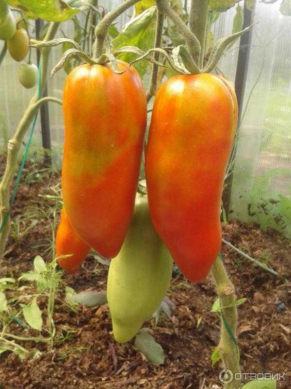 Отличный урожай при любых условиях — томат дамский угодник: описание сорта и характеристика