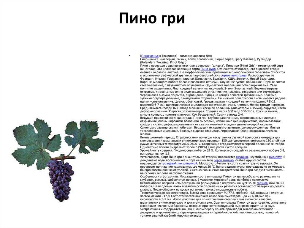 Нагрузка винограда кодрянка - дневник садовода semena-zdes.ru