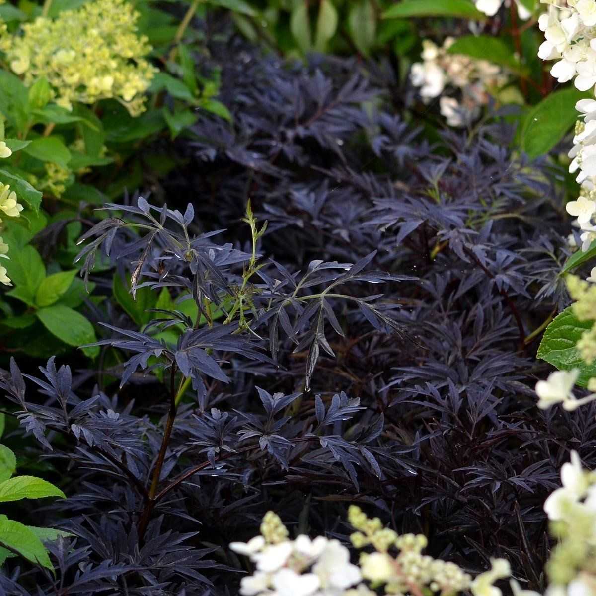 Черная бузина блэк лэйс: высоко декоративный и морозостойкий сорт для вашего сада