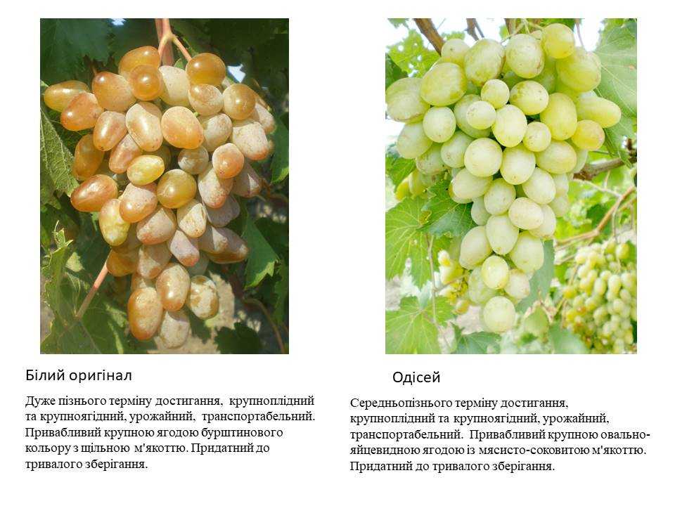 Виноград мускат белый сверхранний: особенности выращивания