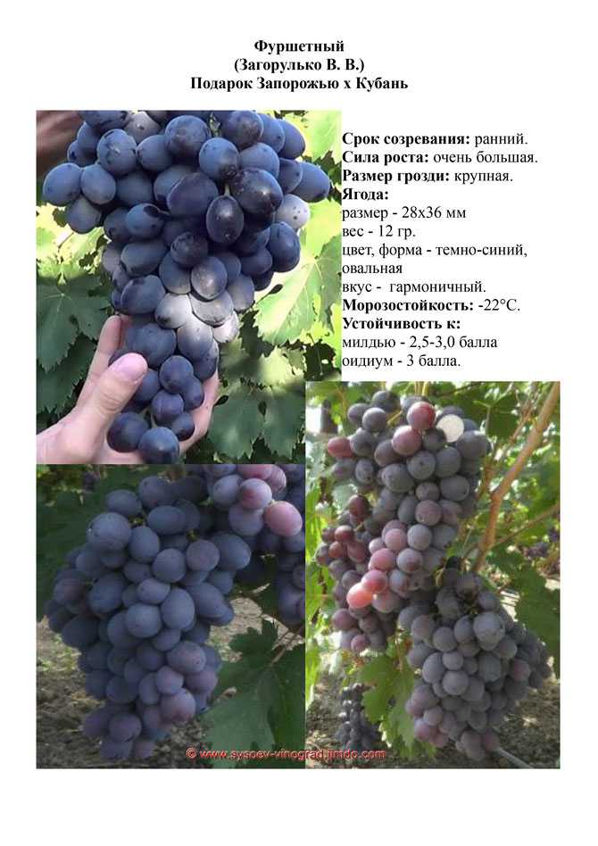 Сорт винограда «кодрянка»: описание и отзывы