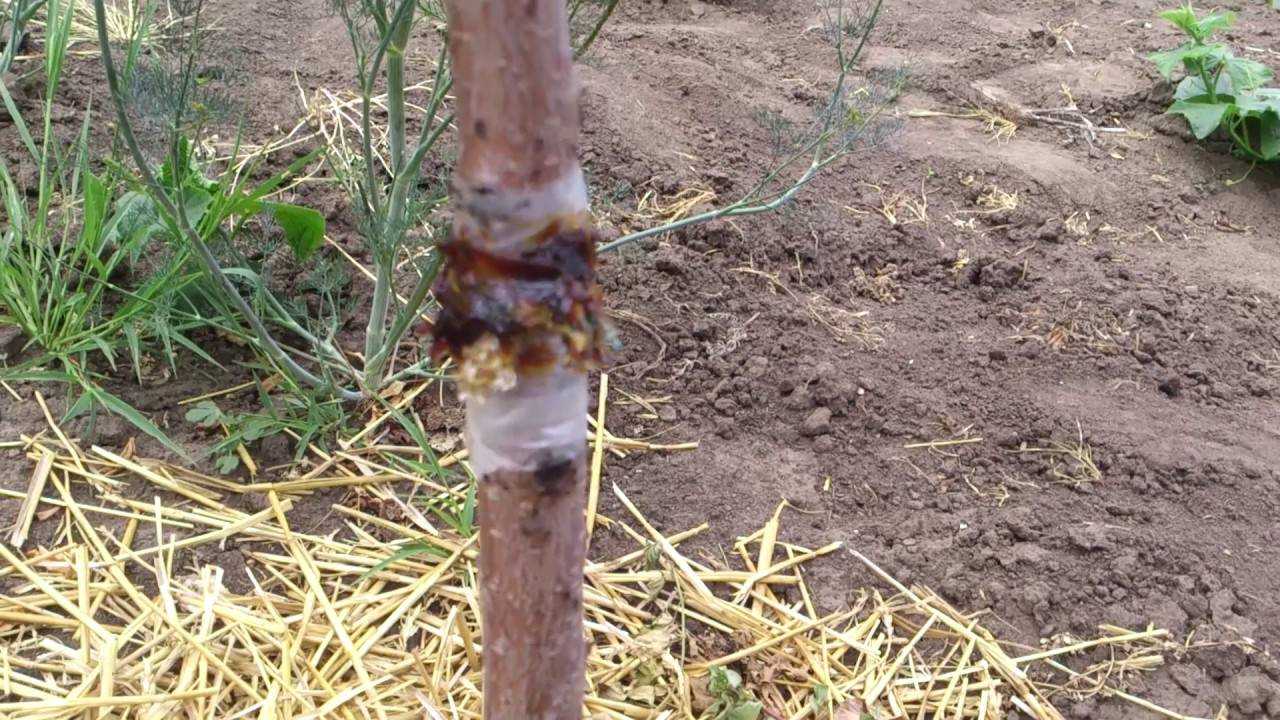 Топ-15 лучших средств от садовых муравьев: как избавиться раз и навсегда