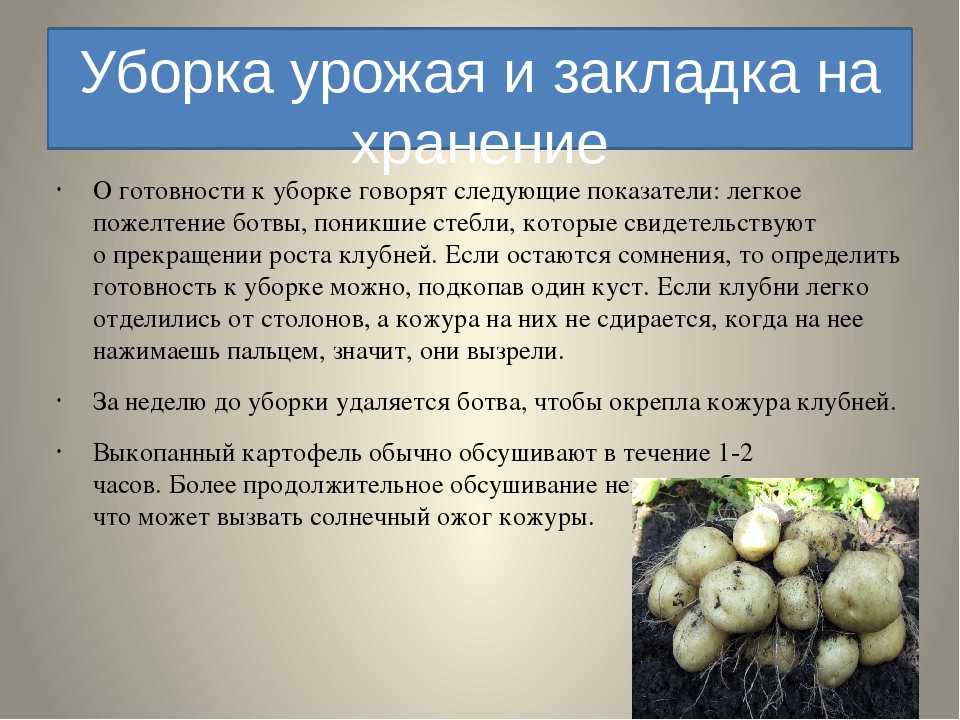 Картофель раннее утро: описание, характеристика, урожайность, отзывы, фото