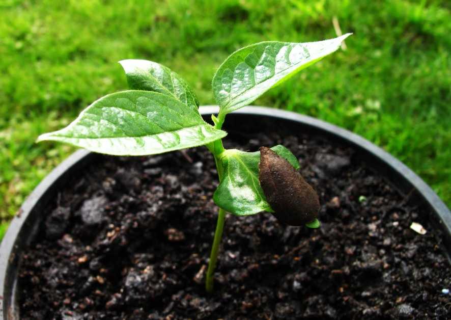Хурма. посадка и уход - мегасад - растения для вашего сада