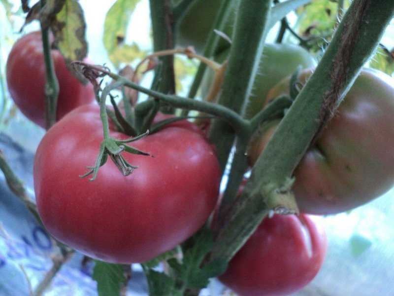 Томат король крупных: характеристика и описание сорта, фото, урожайность помидора, отзывы