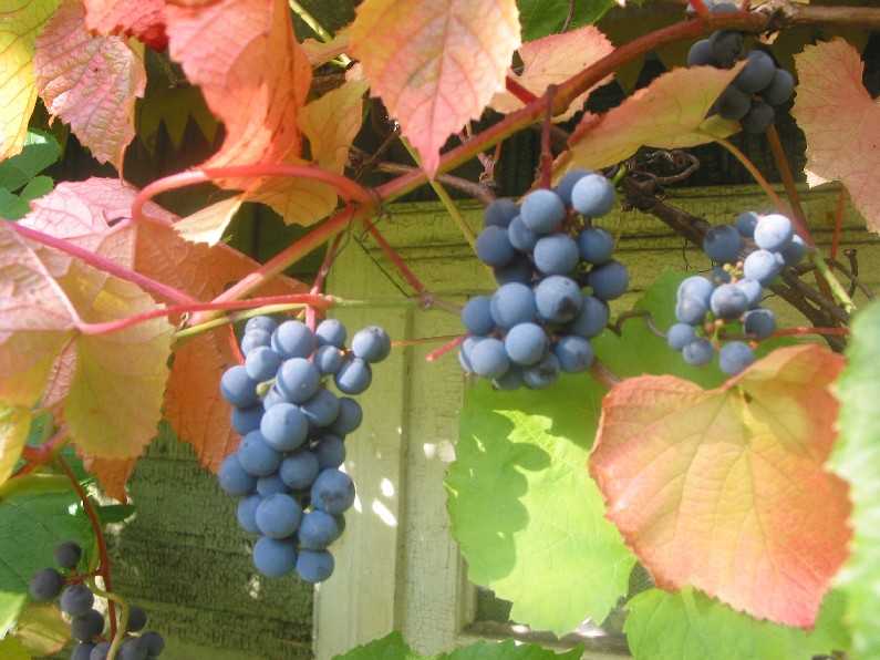 Виноград амурский: фото, видео, сорта и гибриды, опыт выращивания