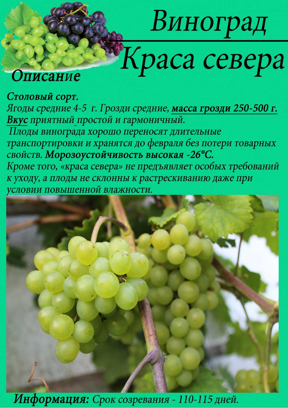 Виноград краса севера - мир винограда - сайт для виноградарей и виноделов