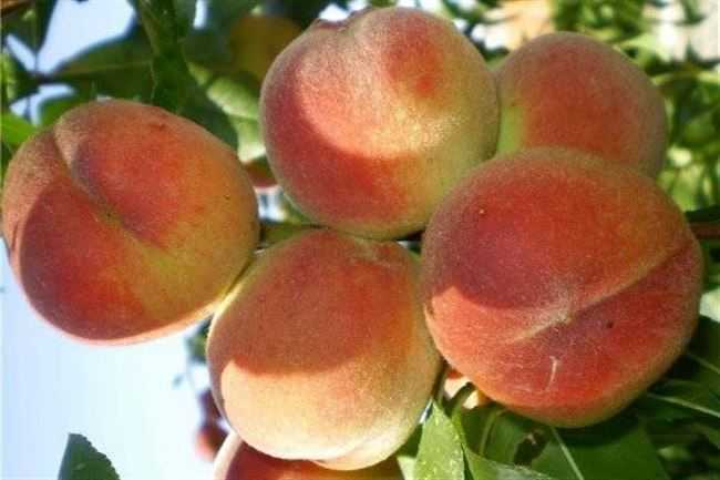 Лучшие сорта персиков 2019 года
