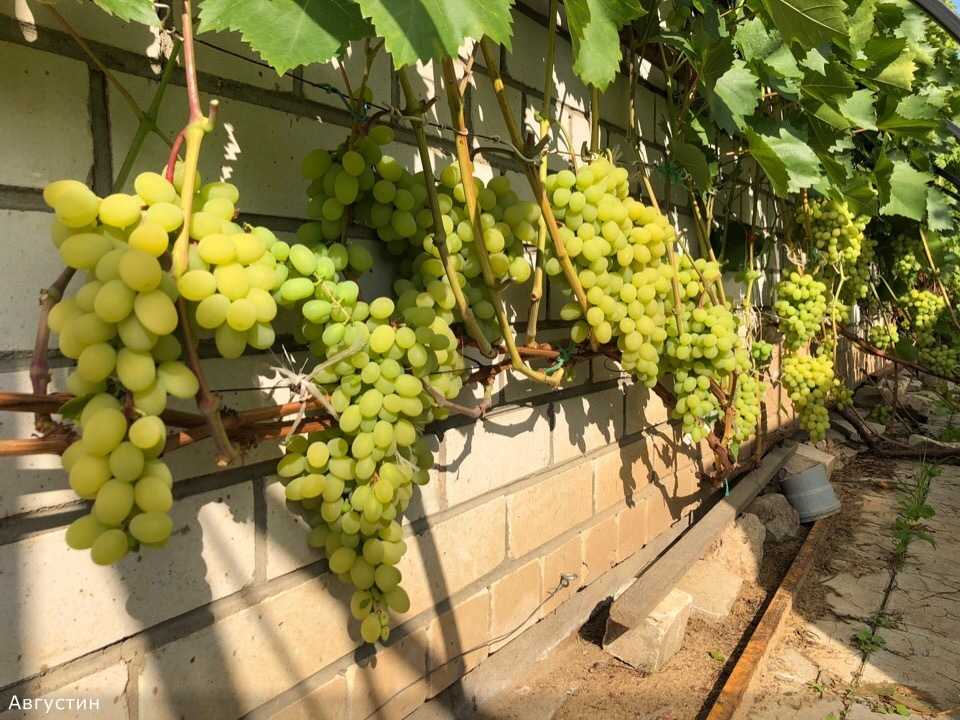 Виноград без косточек: 15 самых лучших сортов кишмиша с фото