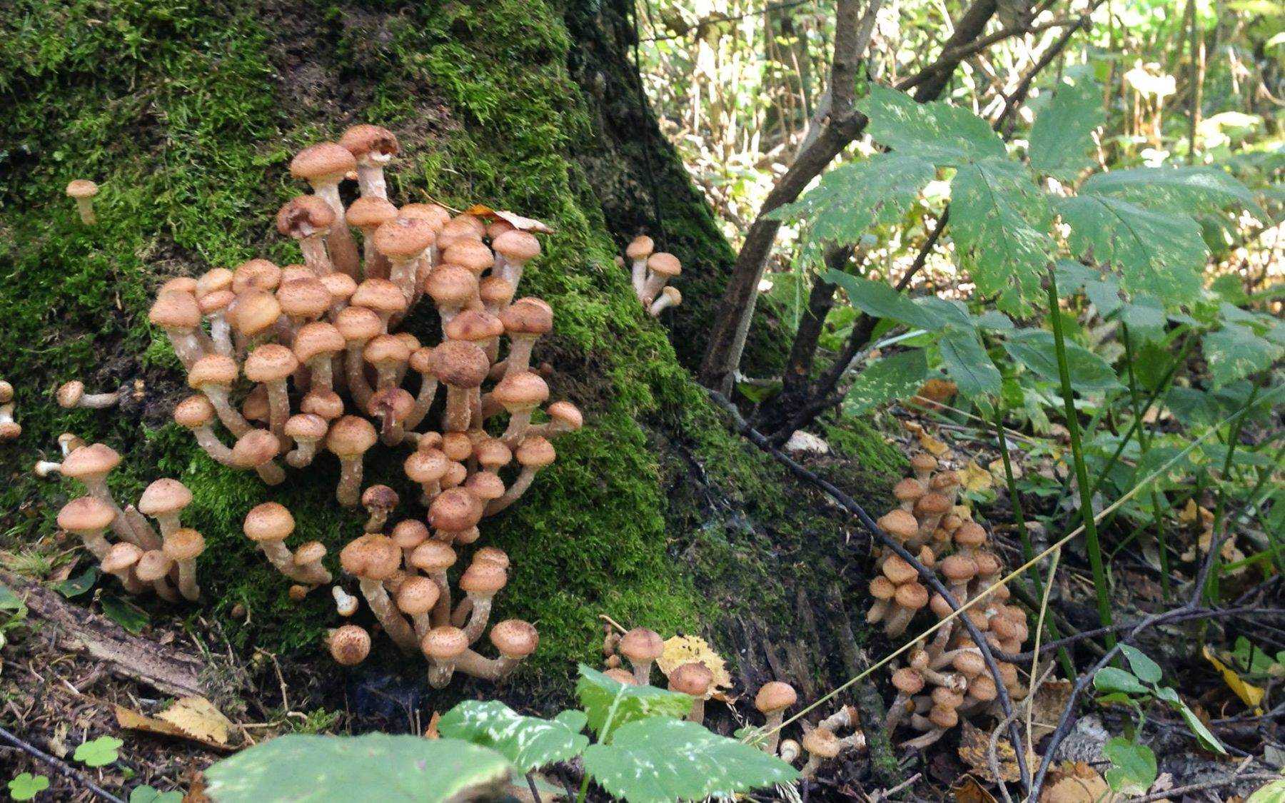 Съедобные грибы самарской области