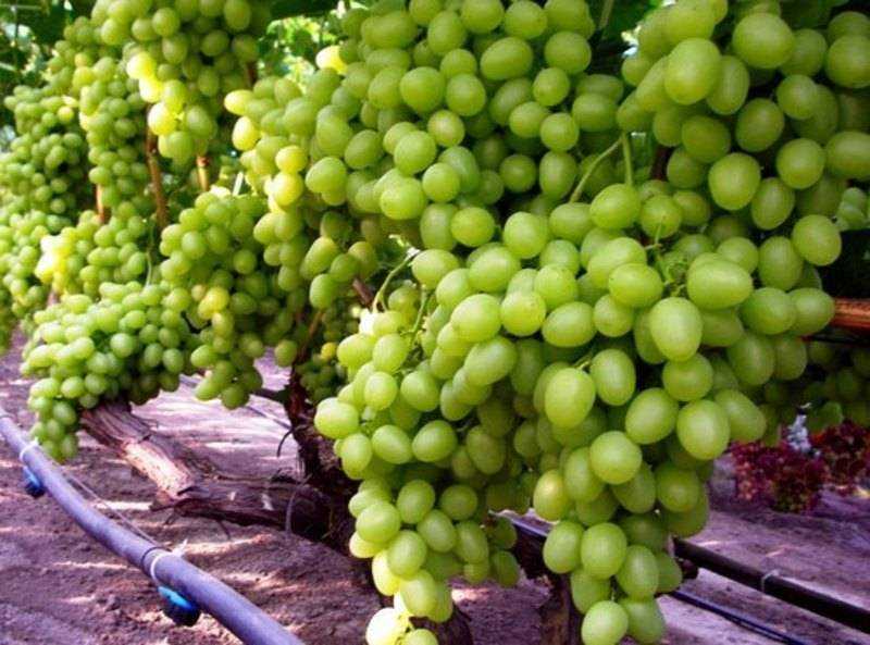 Виноград "ася": описание сорта, фото, отзывы