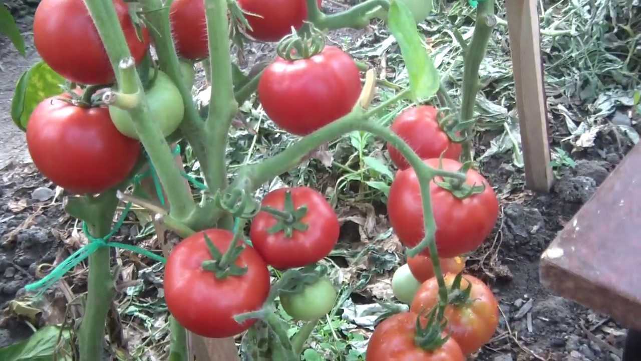 Сорта розовых томатов (90 фото) - самый полный каталог 2022 года | огородникам инфо