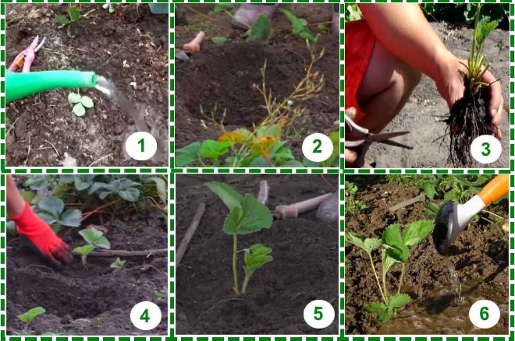 Садовая клубника: посадка и уход, описание выращивания, обрезка, размножение, фото