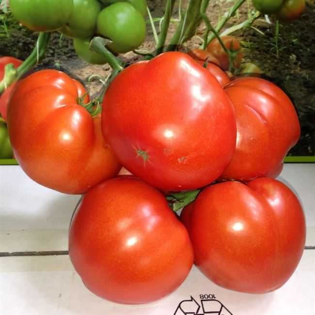 Мал золотник, да дорог — томат «классик f1»: описание сорта, выращивание, рекомендации