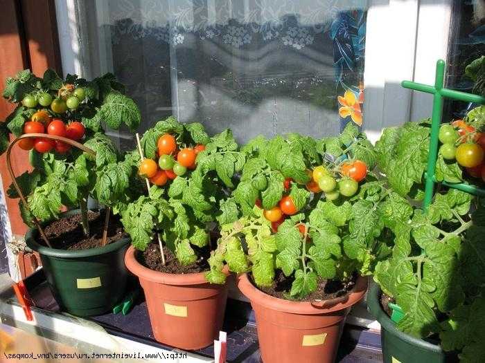 Как выращивать и ухаживать за помидорами сорта балконное чудо