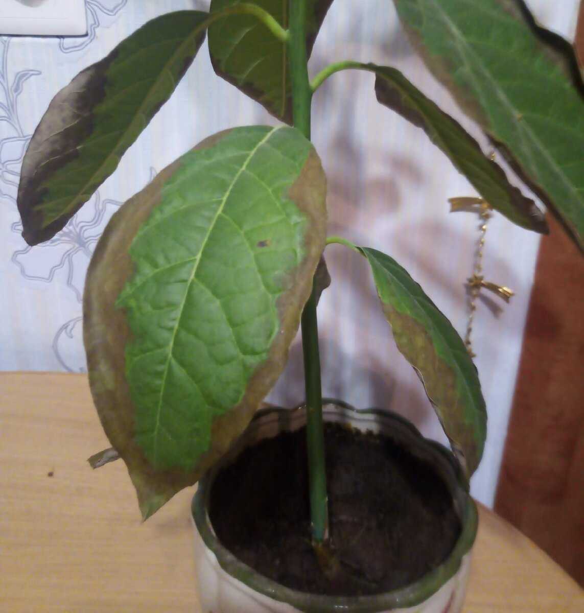 Авокадо (persēa americāna). уход, выращивание, формирование кроны.
