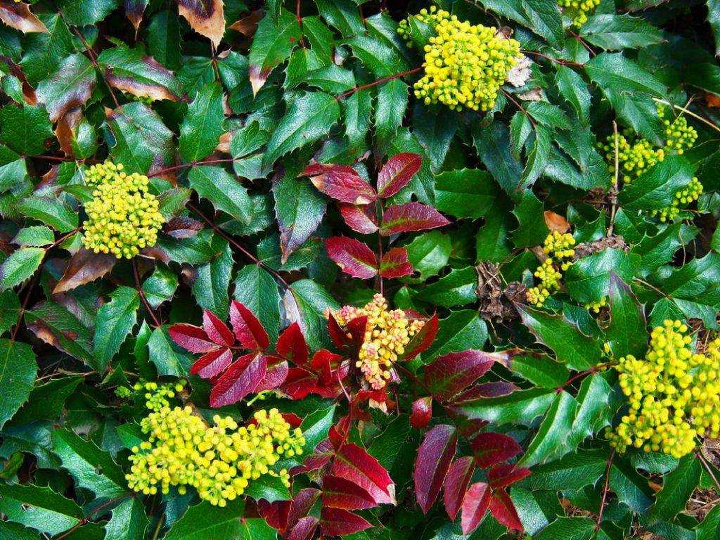 Магония падуболистная (mahonia aquifolium) — все о размножении кустарника