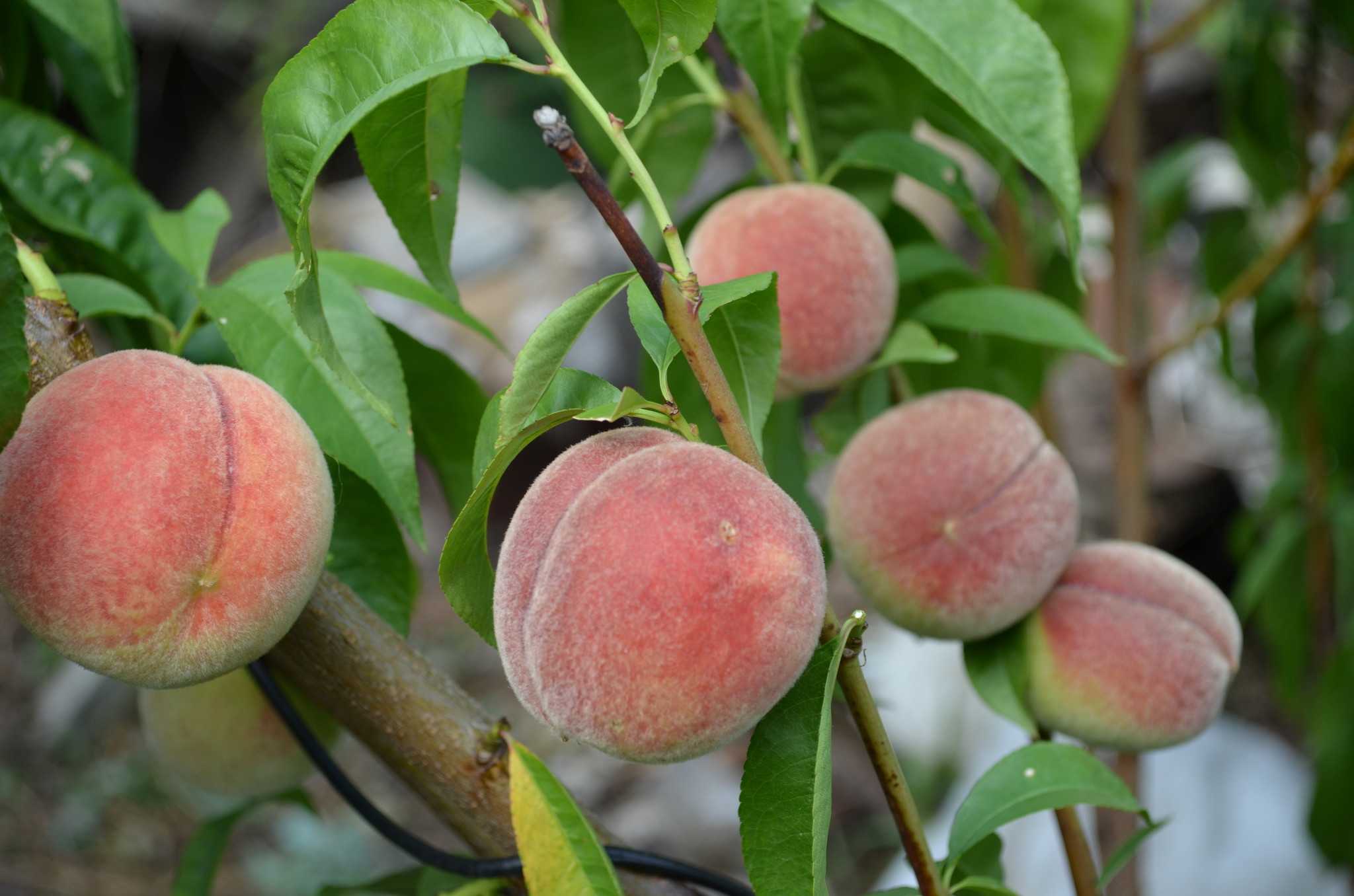 Краткая характеристика и описание разных сортов персиков, которые выращиваются на юге страны и в Подмосковье Сроки созревания распространенных видов и сортов культуры